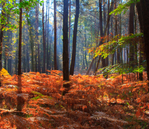 Brocéliande